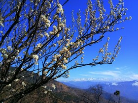 In Apple Estate