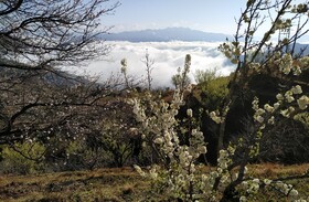 In Apple Estate