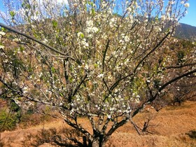 In Apple Estate