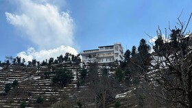 The Royals Apricot Garden
