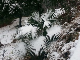 Rosa Green n Breeze resort Mussoorie