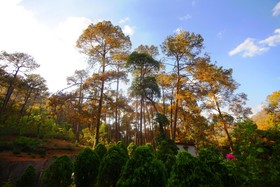 Country Inn Sattal