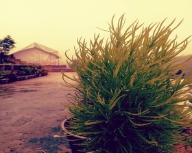D Jungle Dabas Cottages