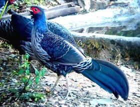 Jungle Lore Birding Lodge