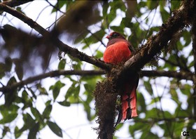 Jungle Lore Birding Lodge