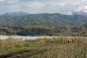 Voco Jim Corbett