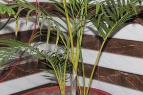 Avexia Kanha Residency