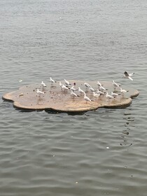 Hotel Rajyashree Palace