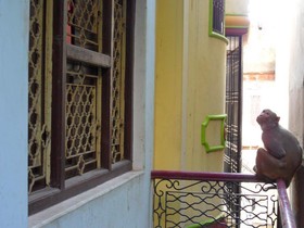 Marigold  Guest House