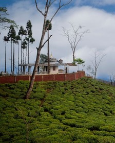 Puttabong Cottage, Darjeeling