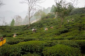 Puttabong Cottage, Darjeeling