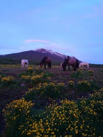 Stora Sandfell Rooms and Cottages