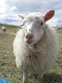 Guesthouse Steindórsstadir