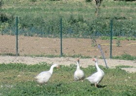 Agriturismo Angelucci