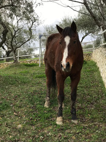 Agriturismo Montupoli