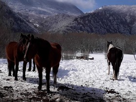 Country Dreams