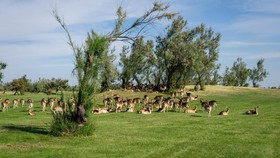 Albarella Golf Hotel