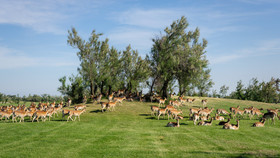 Albarella Golf Hotel