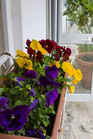 I Giardini Di Edicart