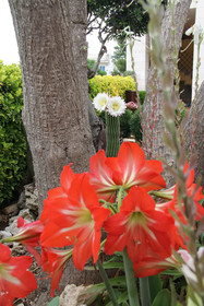 La Rosa Blu Bed & Breakfast