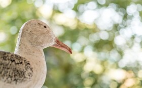 Bosco Canoro East Eco Resort