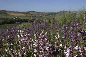 La Roverella