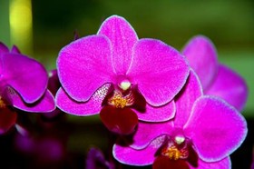 B&B L'Orchidea