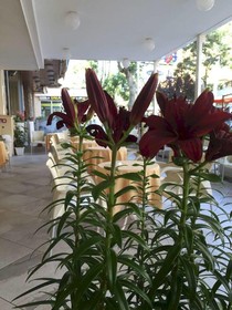 Hotel Angela