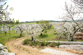 Masseria Guadiano Vecchio