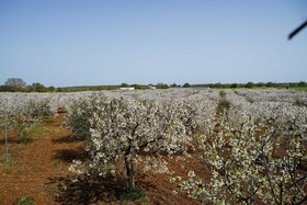 Masseria Guadiano Vecchio