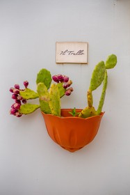 Tortorella