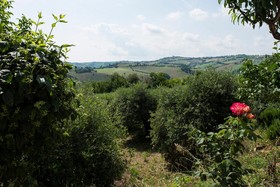 The House Of Fascia Villa