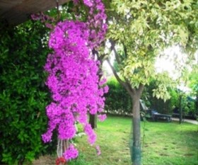 La Collina di Abbadia