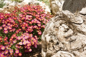 Masseria Asciano