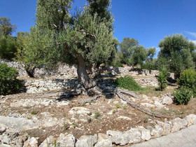 Vivere Ostuni