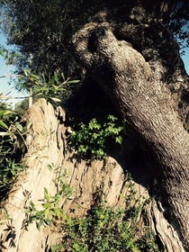 Le Corti di Begio