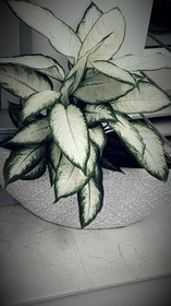 Calypso