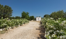 Lamie Madreperla