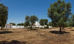 Lamie Madreperla