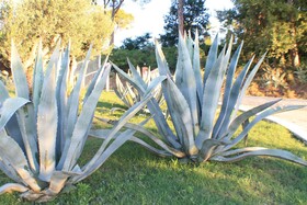 Il Parco sul Mare Resort & Spa