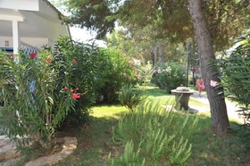 Le Orchidee