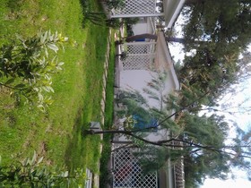 Le Orchidee