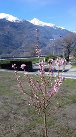 Il Girasole