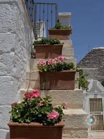 Madia Luxury