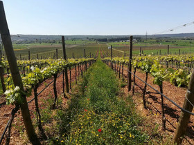Masseria Torricella