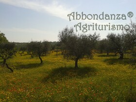 Room In BB Abbondanza The Farm House