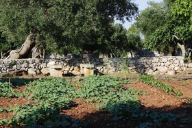 Tenuta Pigliano