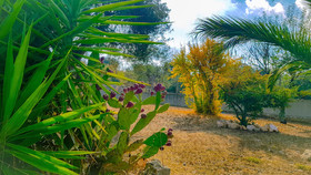 I Trulli Dell'uliveto