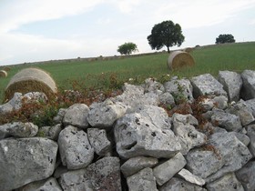 Le Coccinelle