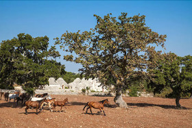 Trulli Di Monte Reale